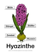 Hyazinthe-Bezeichnungen-Lösung.pdf